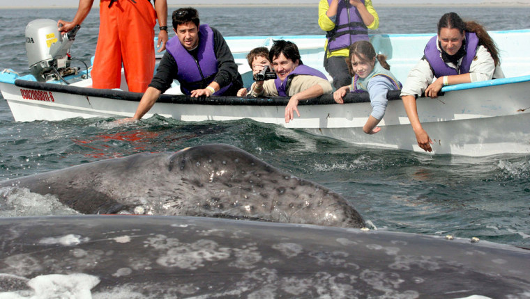 Tourists look at gray whales off Mexico's Baja California
