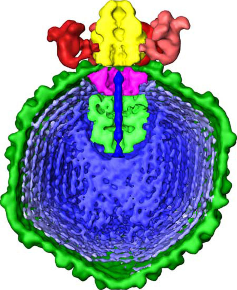 3-D model catches a virus in the act of infecting a Salmonella bacterium. One end of the DNA genome (blue) is poised for injection into the host cell.