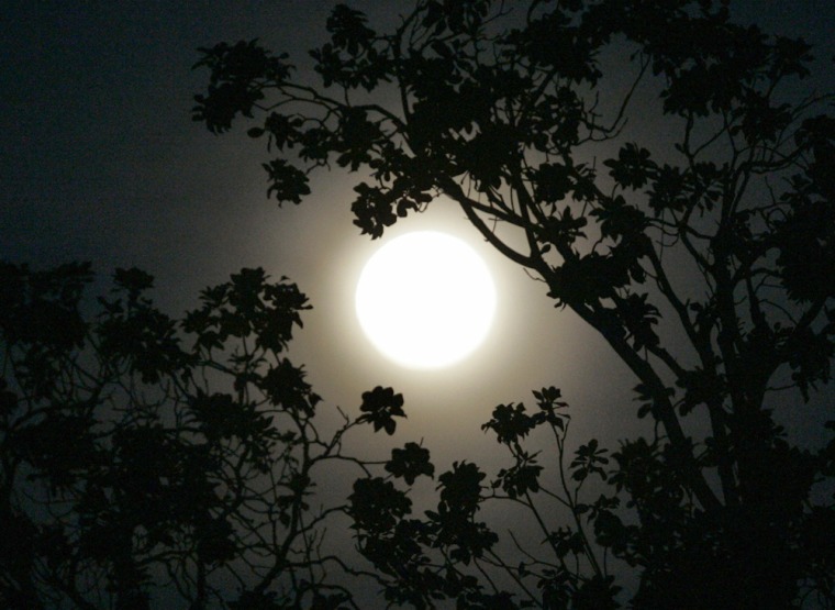 A full moon is seen through the branches of a tree in Los Angeles