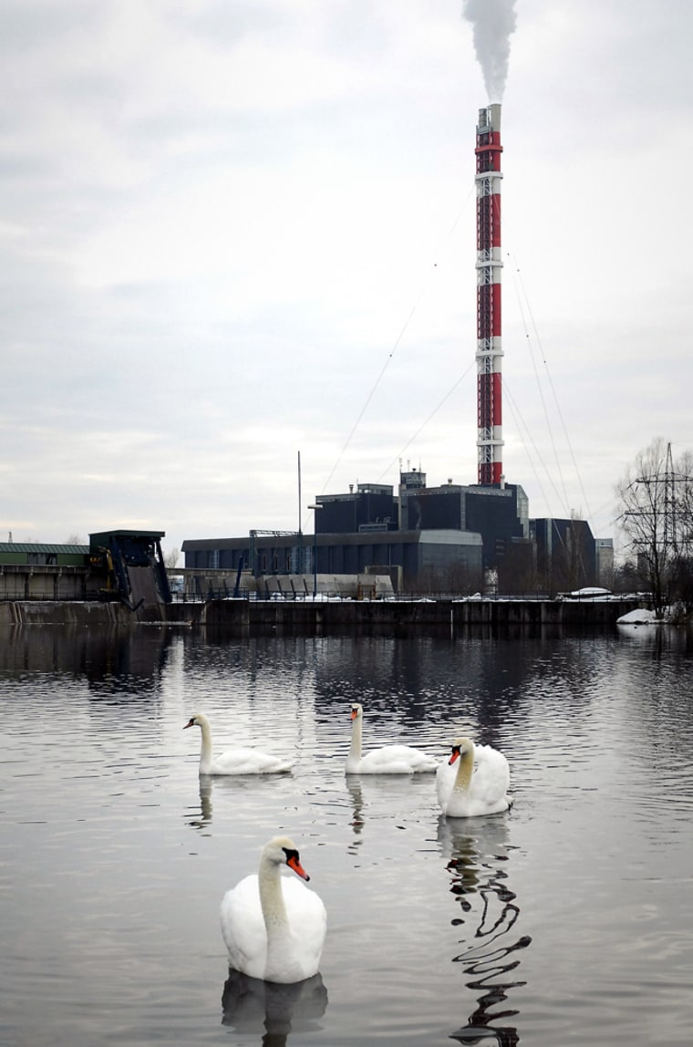 Swans swim near a power plant in Mellach, in the Austrian province of Styria on Monday, Feb. 13, 2006. Two birds found dead in recent days near this plant appear to have been killed by the H5N1 bird flu strain an official said Tuesday, as the Health Ministry announced strict measures meant to control the disease outbreak.  (AP Photo/Helgo Sommer)