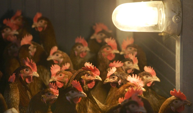 Chicken pictured inside of a chicken farm in Dietramszell near Munich