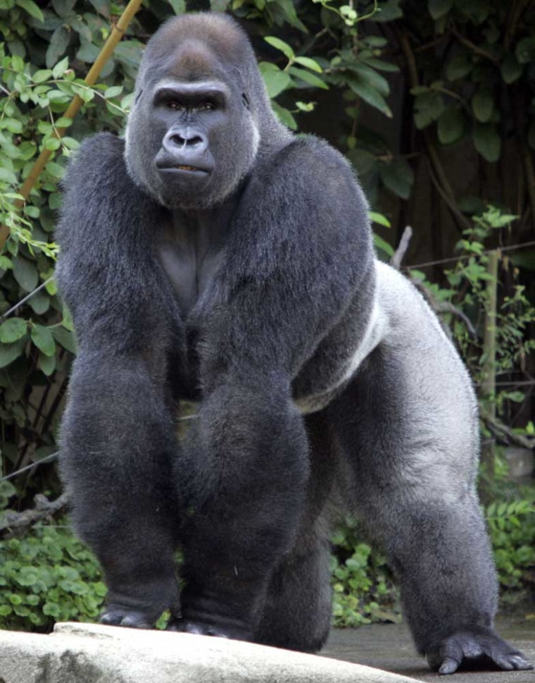 Jomo, a 14-year-old silverback gorilla, is on loan from the Toronto Zoo to the Cincinnati Zoo. Scientists say the behaviors of gorillas in captivity exhibit cultural differences as well as the influence of genetics and environment.