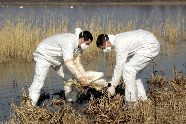 Members of French National Hunting and Animal Life Commission remove the remains of dead swan from lake in eastern France
