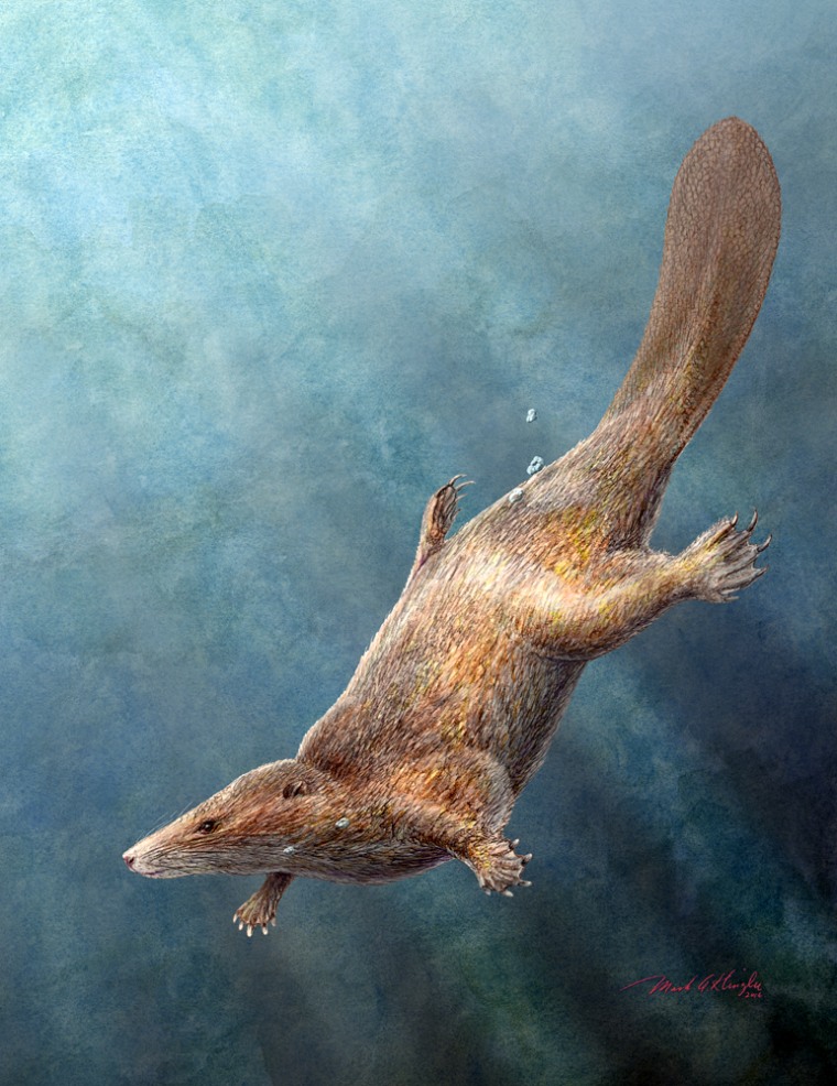 Castorcauda lustrasimilis, shown in this artist's conception, was a semi-aquatic mammal from the Middle Jurassic, about 165 million years ago. Although it had a beaverlike tail, scientists say it wasn't directly related to modern-day beavers.
