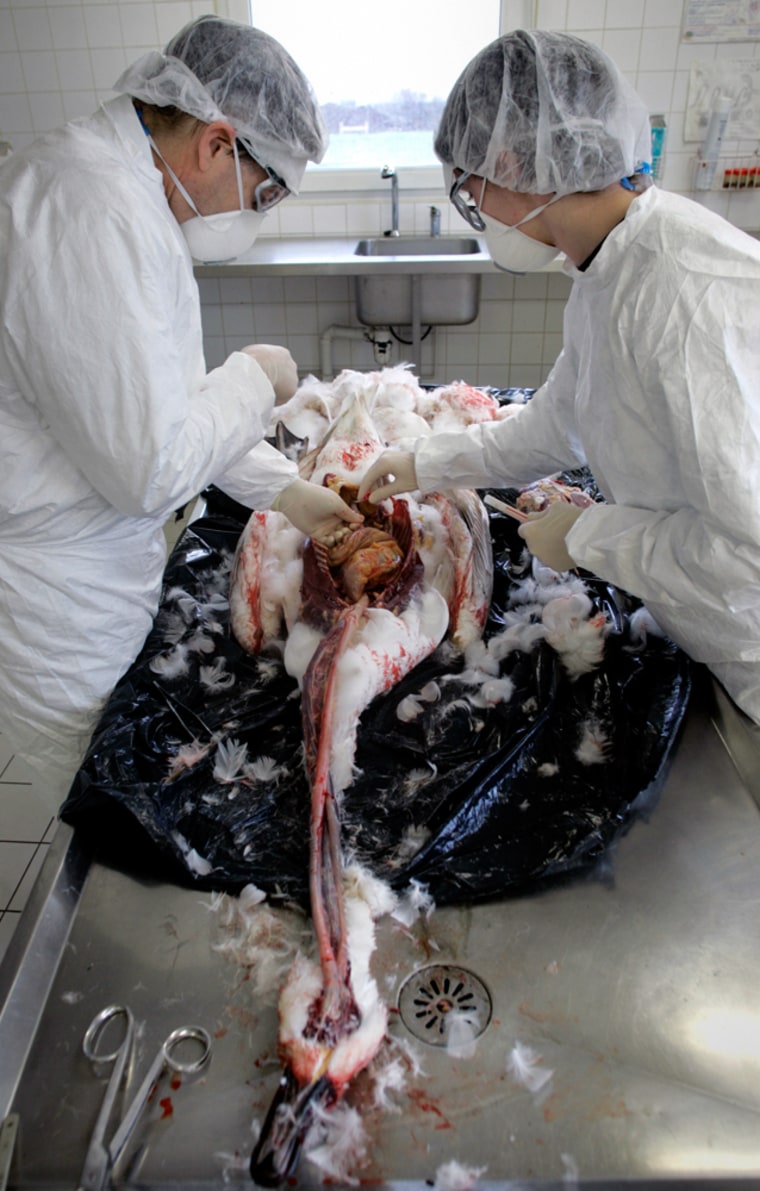 A veterinarian conducts an autopsy on a swan found dead in Arras, northern France.