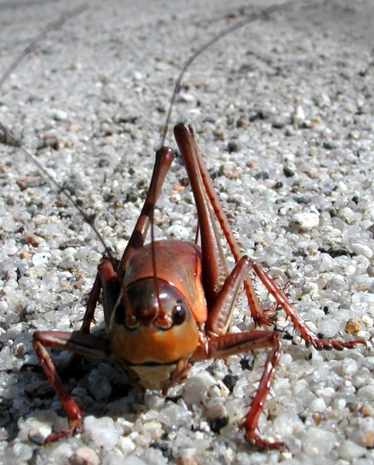 Mormon crickets aren’t actually crickets, but a type of insect more closely related to grasshoppers.