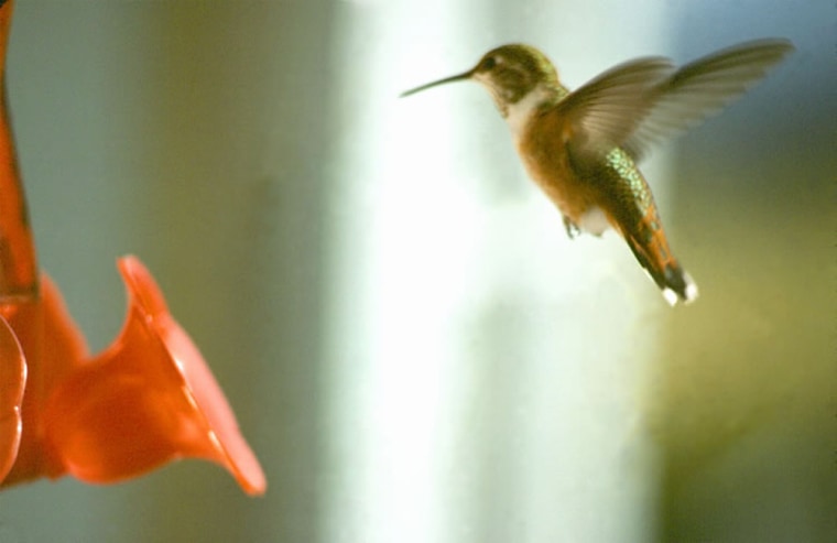 A rufous hummingbird hovers near a feeder. Scientists say the birds' tiny brains exhibit aspects of episodic memory that were once thought to be exclusive to humans.
