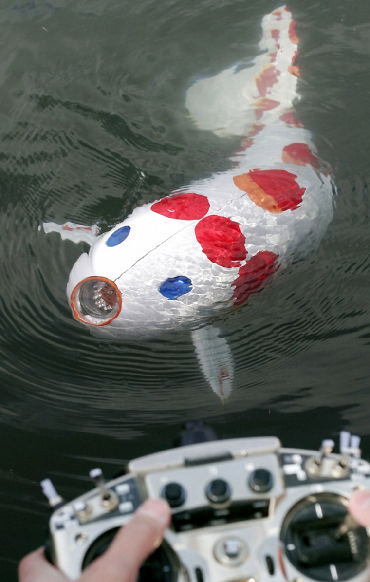 Carp robot jointly developed by Ryomei Engineering Co Ltd and other companies swims in water in Hiroshima