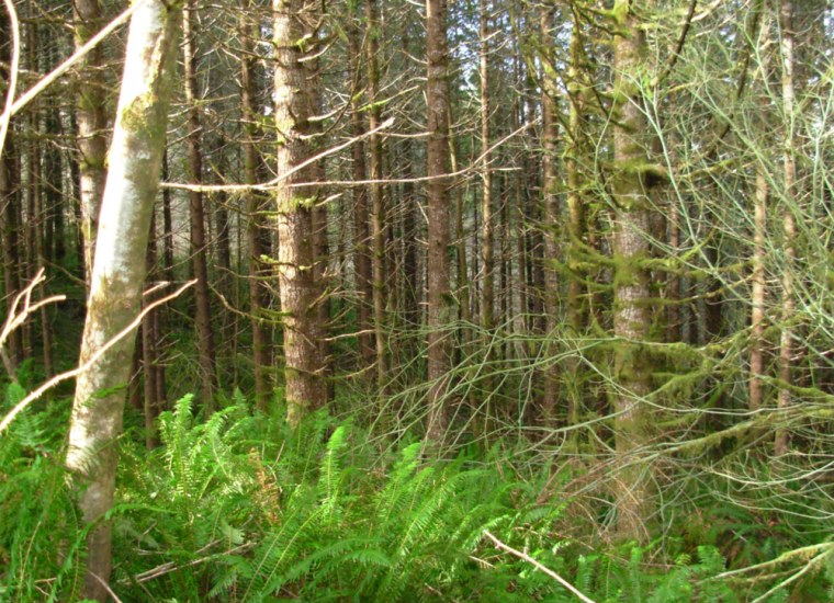 Part of the Siuslaw National Forest in Oregon