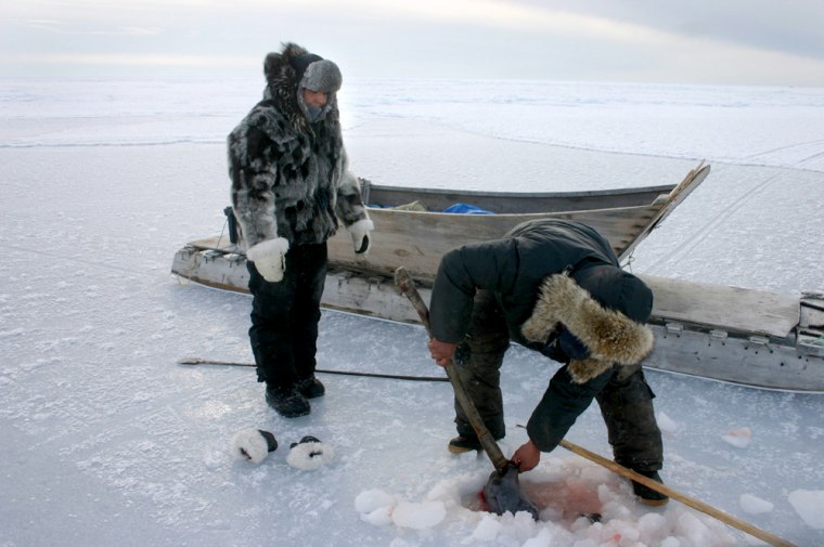 SLUG: FO/Canada-Warming  DATE: Downloaded email 03/21/2006 (EEL)  CREDIT: Doug Struck/TWP  LOCATION: PANGNIRTUNG, Canada  CAPTION: Noah Metuq and Alukie Metuq (left) bring up a seal they shot through the ice.  The Inuit rely on wildlife in the arctic for food and clothing such as the sealskin parka Alukie wears.