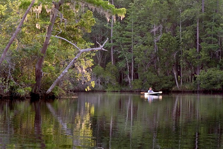 This forest along the Perdido River in Alabama is among the parcels to be transferred by International Paper to two conservation groups.