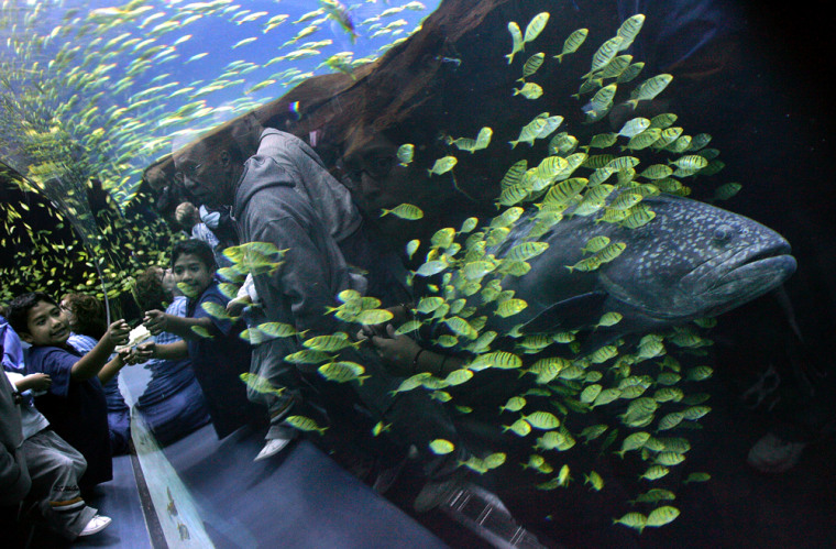 A grouper at the new Georgia Aquarium is surrounded by smaller fish as it swims past a viewing window. The Georgia Aquarium is considered the world's largest.