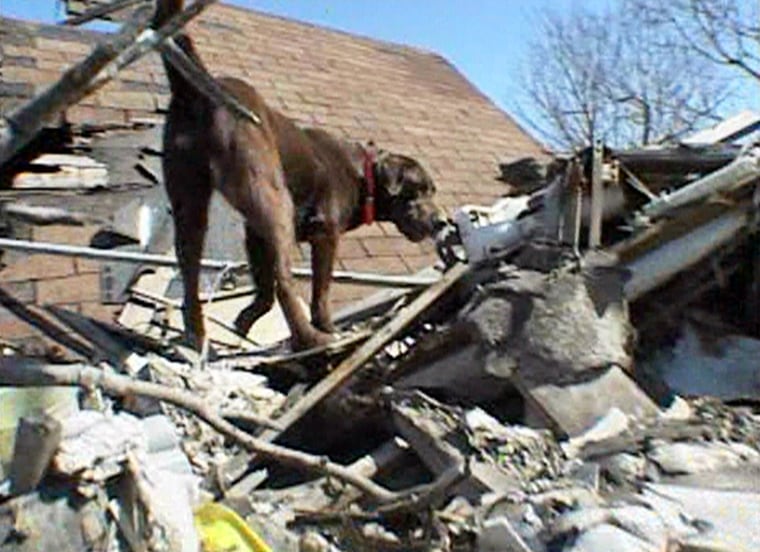 A dog scrambles over a house destroyed by Hurricane Katrina in New Orleans' Lower Ninth Ward, part of a search for human remains that continues more than seven months after the devastating storm. 