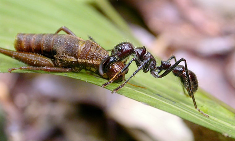 A bullet ant drags its prey along a leaf in Ecuador. DNA studies indicate that ants began diversifying 100 million years ago, with the rise of flowering plants.