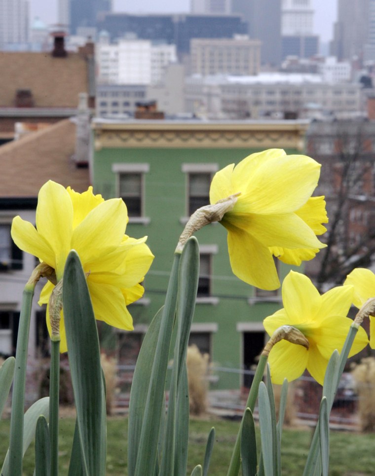 Daffodils bloom in a neighborhood park overlooking downtown Cincinnati.