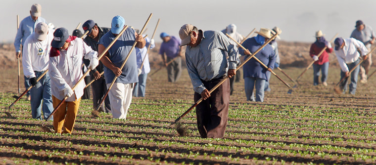 Migrant farm workers from Mexico work in a San Luis, Ariz., lettuce patch in this file photo. One study suggests that the huge influx of immigrants since 1980 has boosted the average wage of U.S.-born workers.