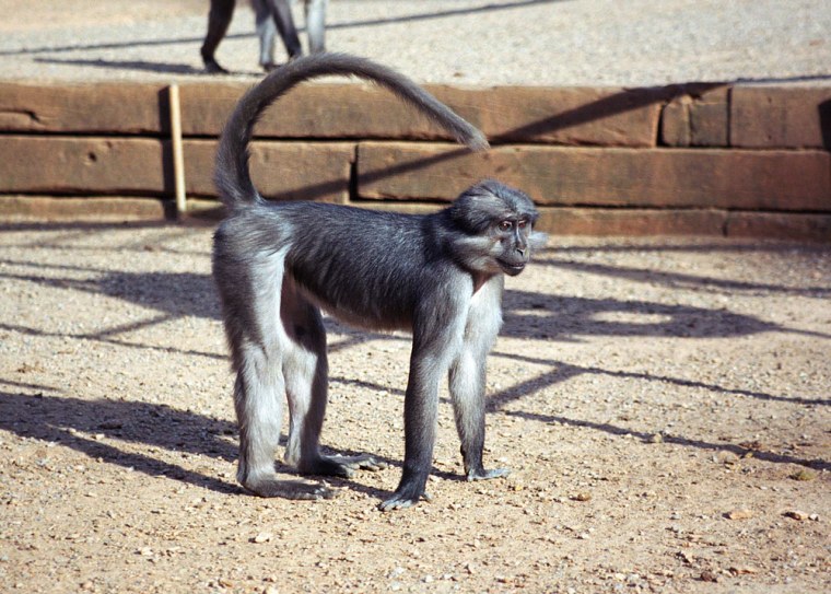 This undated photo released by the Yerkes National Primate Research Center shows a sooty mangabey monkey at the center's Lawrenceville, Ga., field station. The colony was started in the late 1960s, some 20 years before the species was listed as endangered.