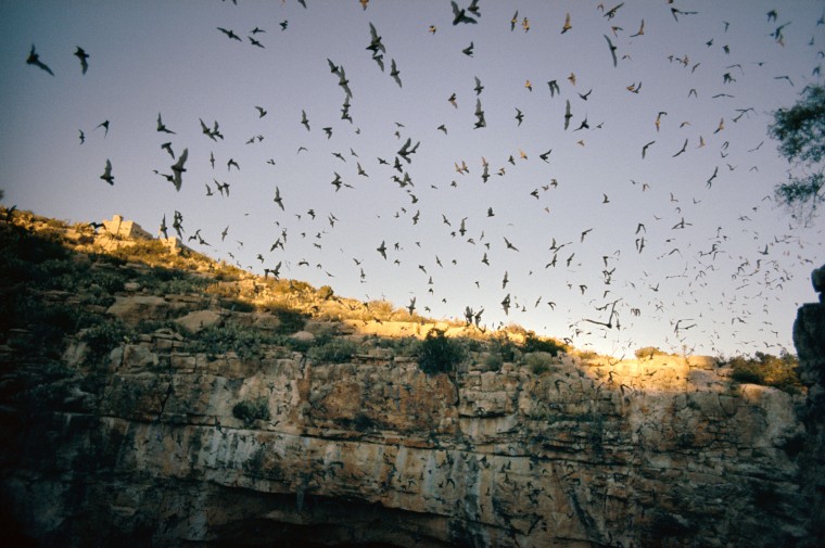 Mexican Free-Tailed Bats Emerge From Their Caves To Hunt