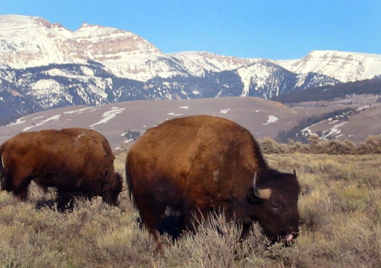 Bison graze in the National Elk Refuge near the Gros Ventre Wilderness Area's Sheep Mountain, seen in the background. Visitors, who flock to the renowned Teton and Yellowstone parks, often overlook the remote Gros Ventre area, which afford visitors equally beautiful, but less traveled paths.