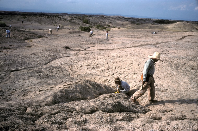 Geologist, Dr. Giday WoldeGabriel strides past Dr. Leslea J. Hlusko, a fossil finding paleoanthropologist, in his search of an outcrop of volcanic tuff to sample and date. Dr. Hlusko is scanning every inch of sediment on the eroding walls of the tiny ravine which exposes fossils. The outcrops are checked frequently for newly exposed fossils eroding from the soft sediments. The fossils found here belong to the genus Australopithecus, species anamensis. This is the earliest species of the \"ape-man\" genus. Dr. Giday WoldeGabriel is the senior project geologist and a Middle Awash project co-director, as well as being a Geology Team Leader at Los Alamos National Laboratory. Dr. Leslea J. Hlusko is a paleoanthropologist with the Department of Integrative Biology at U.C. Berkeley.