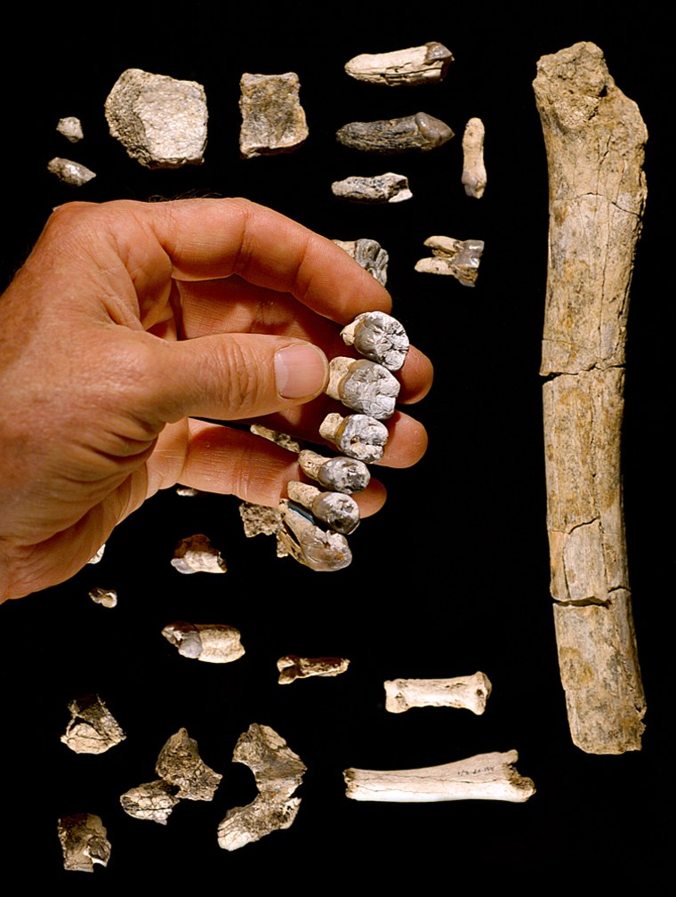 Teeth and bones from the hand, foot and thigh are among the fragments of the Australopithecus anamensis fossil found in the Middle Awash region in northeastern Ethiopia.