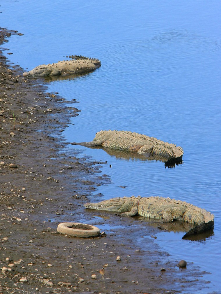 Three crocodiles bask in the sun in Tarcoles River