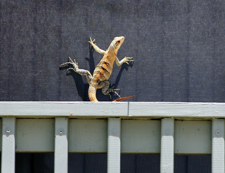 An iguana climbs a screen porch of a home in Boca Grande, Fla., Wednesday, April 12, 2006. In three decades, the resort community on Florida's Gulf Coast has been overrun by the black, spiny-tailed, nonnative lizards that demolish gardens, nest in attics and weaken beach dunes with burrows. Last month, Lee County commissioners agreed to create a special tax for Boca Grande to cover costs of studying the infestation on the barrier island of Gasparilla, where scientists estimate there are up to 12,000 iguanas on the loose, more than 10 for every year-round resident. (AP Photo/Luis M. Alvarez)