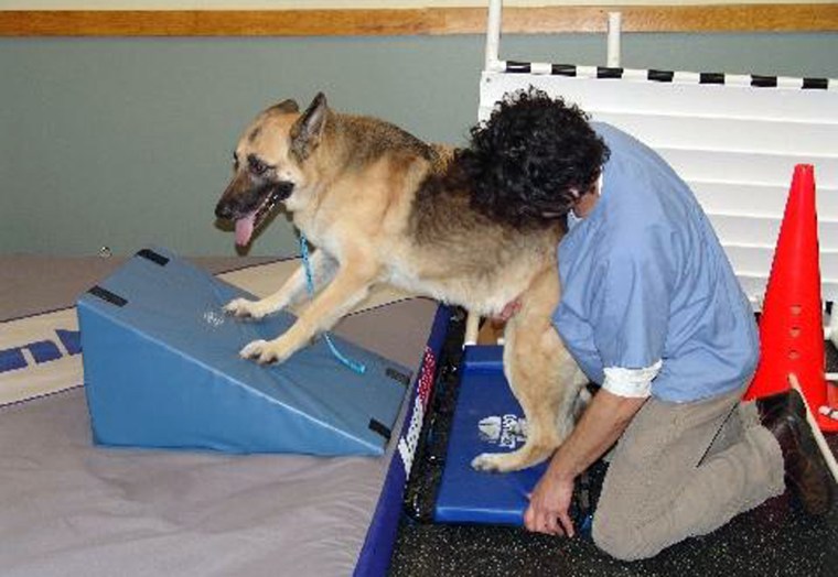 As part of his physical rehab, a dog does a stretching exercise for the abdominal muscles. His front feet are stationary while his back feet are on a pad with wheels on the bottom, allowing his trunk to stretch as the pad moves.