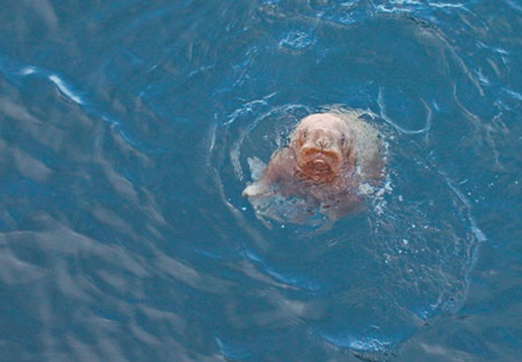 A walrus pup looks up from the Arctic Ocean. This was one of nine calves that were seen swimming far from shore and are now presumed to have died.