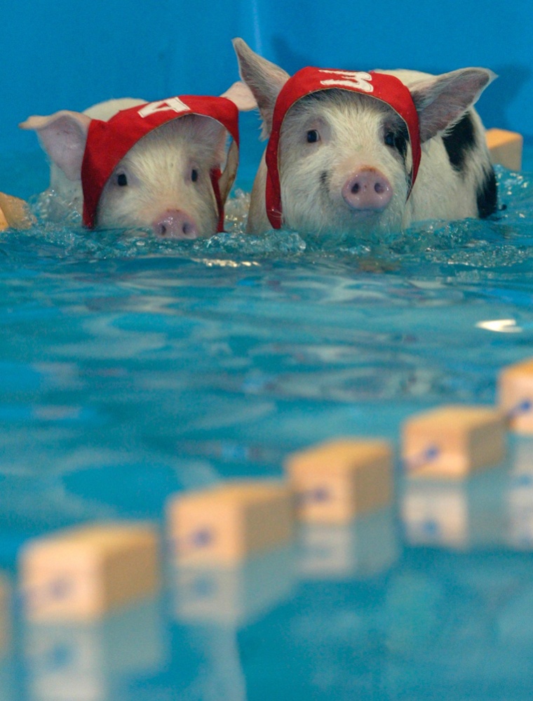 Piglets compete in swimming after being thrown into the water during the Pig Olympics in Moscow
