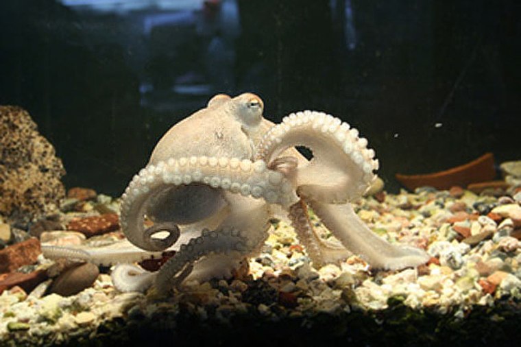 Octopuses can exert precise control on their arm muscles to create part-time joints that help them guide food to their mouths.