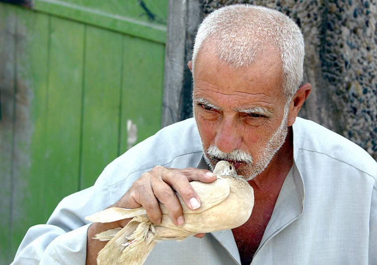 An Iraqi feeds his pigeon from his mouth