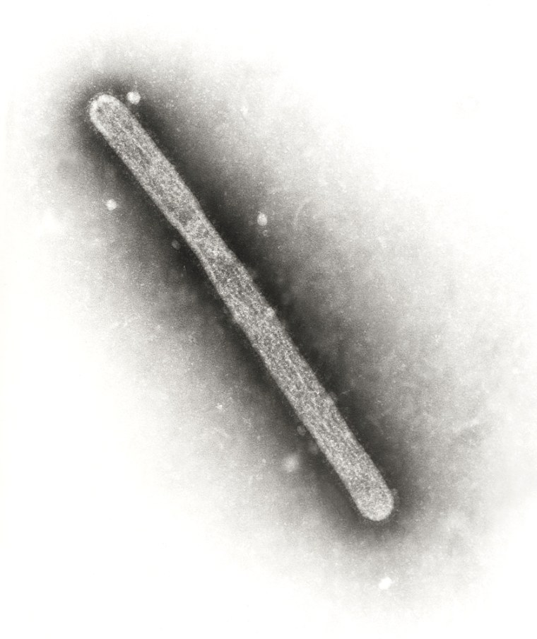 Image of the H5N1 virus known as Avian flu from the Centers for Disease Control