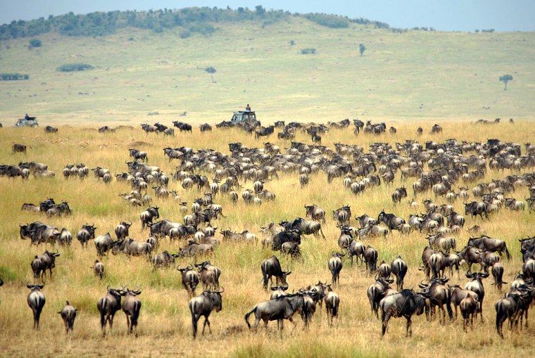 Tourists pass in vehicle between wildebeest herd during annual migration in Kenya's Masai Mara national reserve