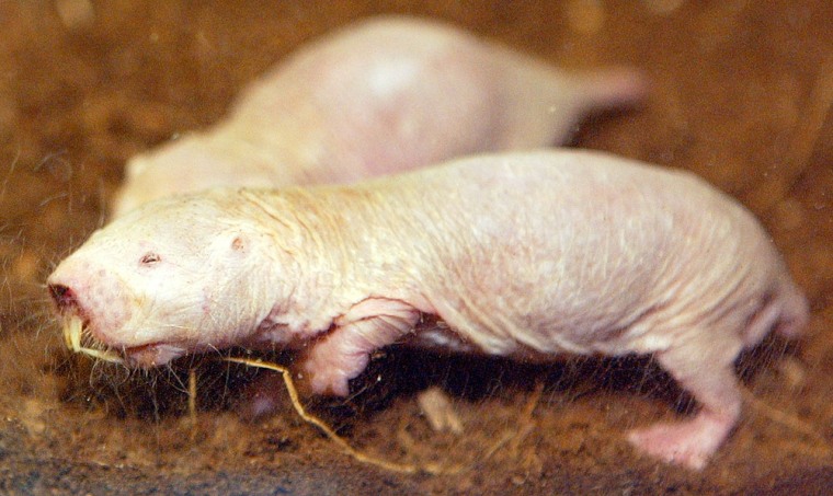 The Knoxville Zoo has joined a handful of zoos across the country with the strange creatures when it opened the "Naturally Naked Mole-Rats" exhibit.
