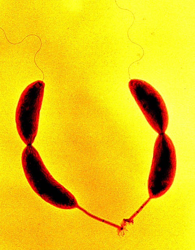 The bacterium known as Caulobacter crescentus affixes itself to solid objects with its stalk and holdfast. Here, two "stalk" cells, at the bottom, spawn two mobile "swarmer" clones of themselves, at top.