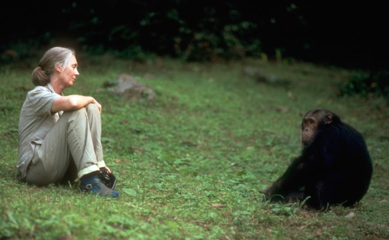 Jane Goodall and Chimpanzee