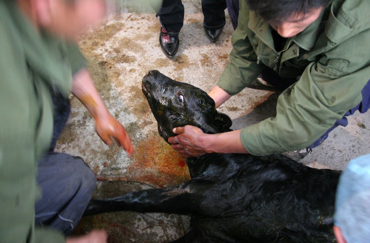 Scientists assist with the birth of China's first cloned calf with genes resistant to mad-cow disease at the Laiyang Agro-Science Institute in Shandong on Tuesday. Scientists say further tests are needed to determine whether the technique was successful.
