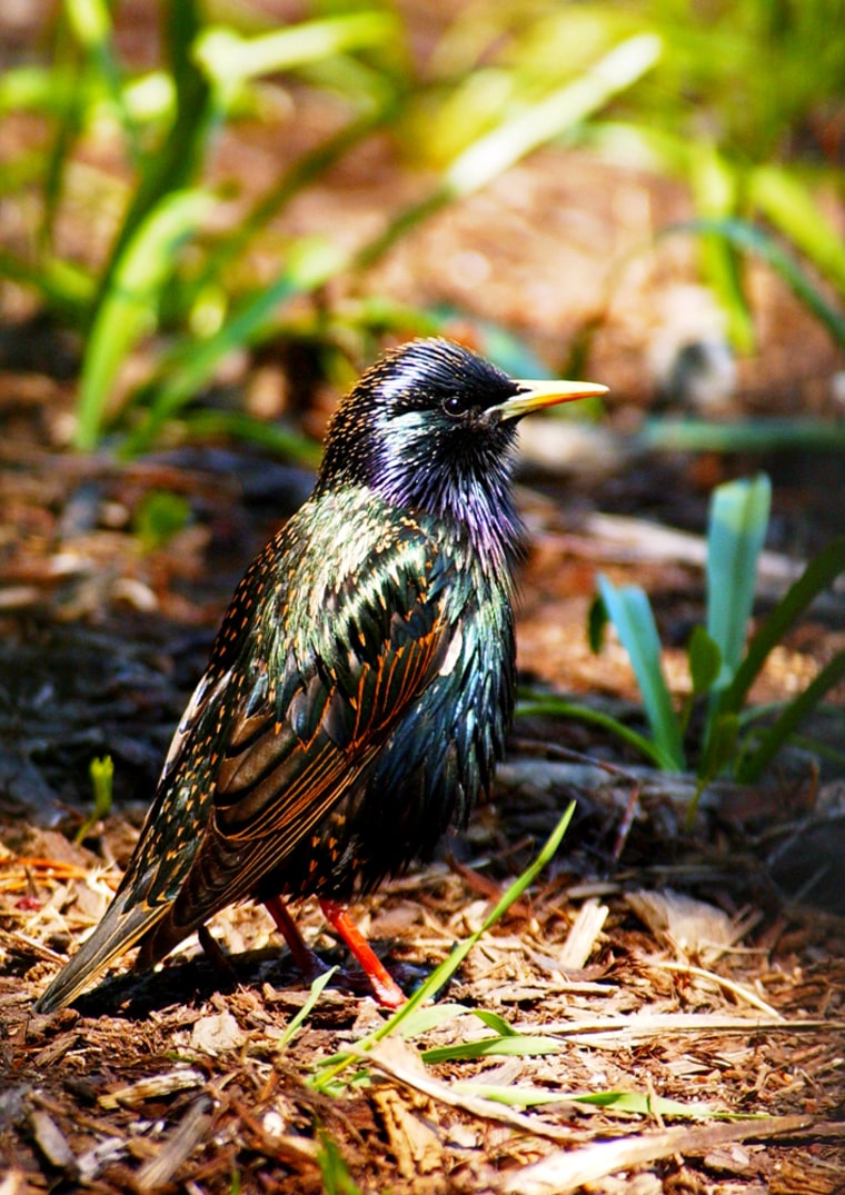 Starlings appear to organize their songs in a pattern analogous to language grammar, scientists report.