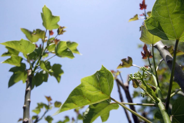 India hopes to refine biodiesel from jatropha plants like this one cultivated at the Indian Oil Corporation Research and Development Center at Faridabad, India.
