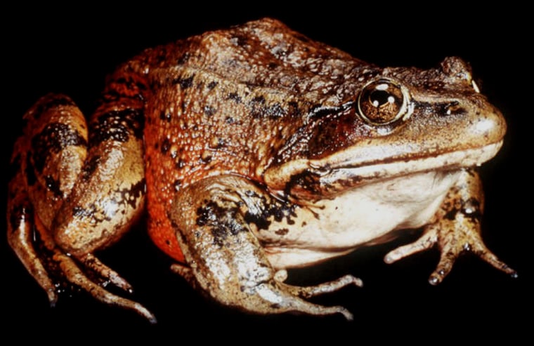 A rana aurora draytonii, better known as the California red-legged frog, is at the center of a debate of endangered species and development.