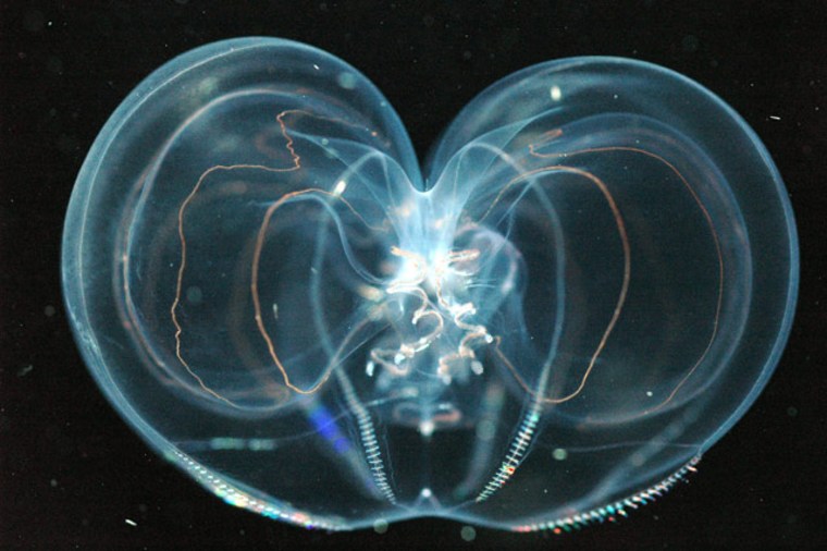 This Thalassocalyce comb jelly was one of the unusual creatures gathered in the new deep-sea survey.