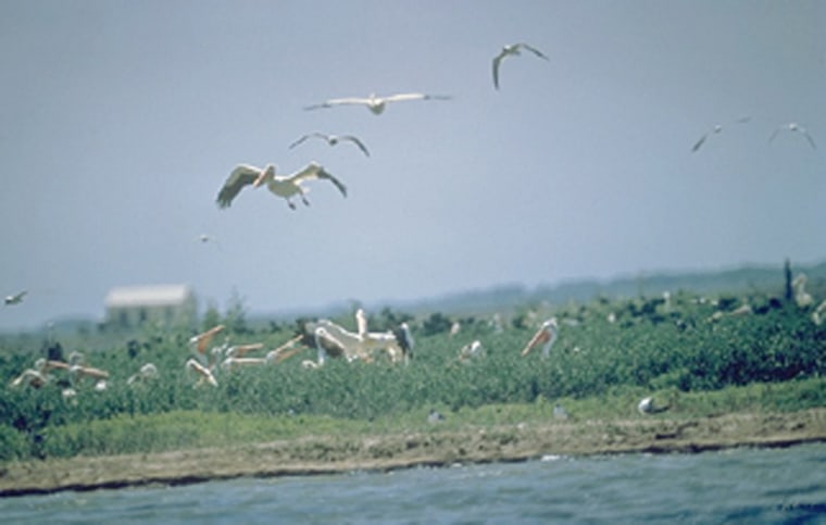 Birds like these are a common feature at the Padre Island National Seashore, part of which will sit near an offshore wind farm approved Thursday.