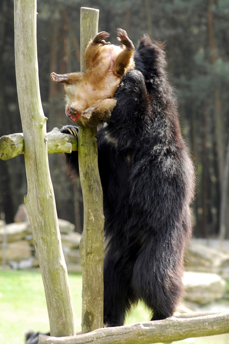 A sloth bear grabs a Barbary macaque at the Beekse Bergen Safari Park in Hilvarenbeek, south Netherlands, on Sunday.