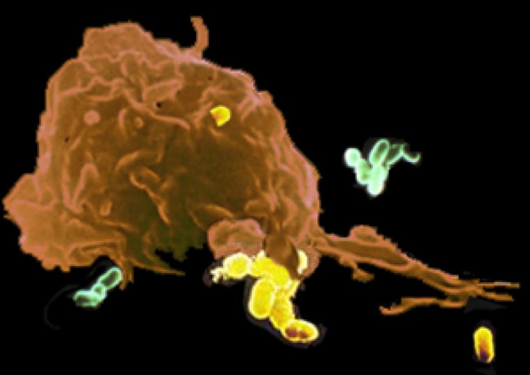 This illustration shows a single-celled predator (colored brown), swallowing up much smaller and less complex single-celled bacteria (yellow and green). Researchers say such a predatory eukaryote, nicknamed "Fred the Raptor," would have had "a major ecological impact" during the early stages of cellular evolution.