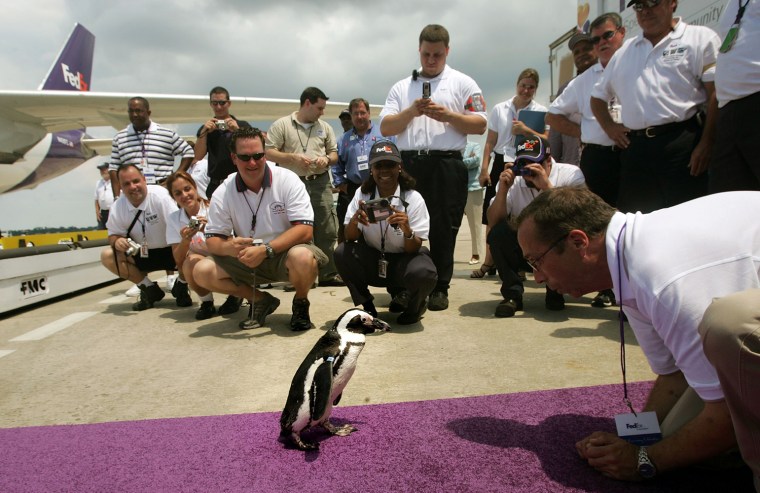 Penguins And Otters Return To The New Orleans Aquarium