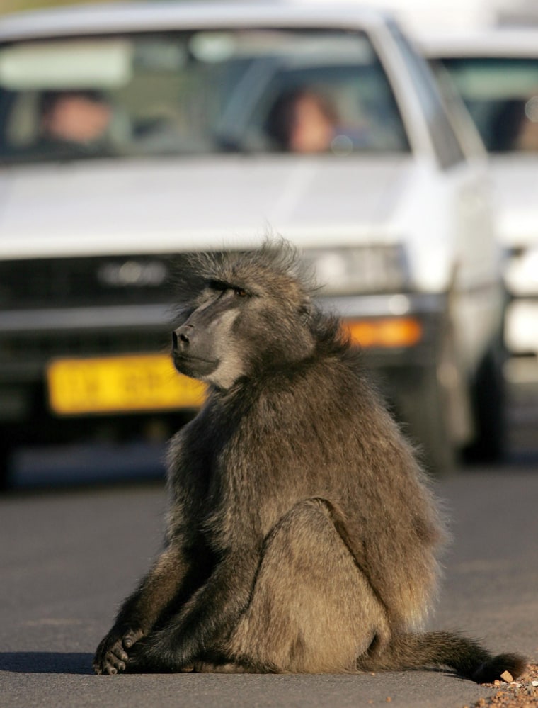 To match feature Environment SAfrica Baboons