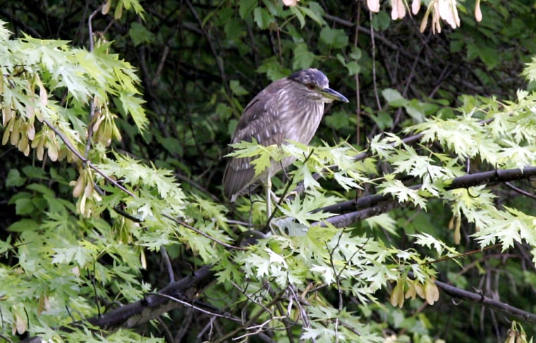 In the shadow of a powerhouse built steps from the Rouge River by auto industry pioneer Henry Ford to light his estate, a heron sits in a tree near the water's edge before taking flight. For Jim Murray, who has spent decades working to rally government, businesses and volunteers to rejuvenate what once was one of the nation's dirtiest rivers, the birds are just one example of how far the cleanup has come.  (AP Photo/Carlos Osorio)