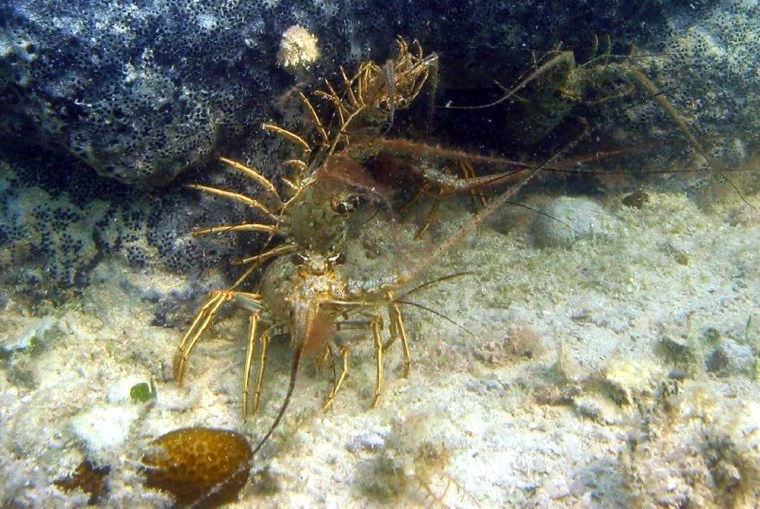 Caribbean spiny lobsters, like these young lobsters under a loggerhead sponge, are social and prefer to share dens. Infectious diseases can be more easily transmitted to animals in close proximity.