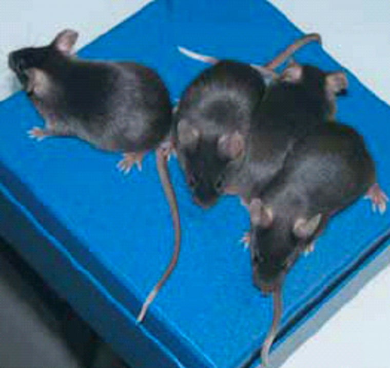 These white-tailed mice are the progeny of a normal mother and a father that apparently received its own white-tailed coloration through an RNA injection. The experiment demonstrated that snippets of RNA can play a role in transmitting the effect of a gene.